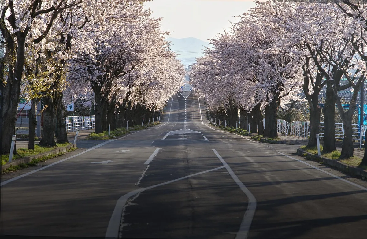cherry blossoms, road, japan, sakura, travel, landscape, nature, spring
