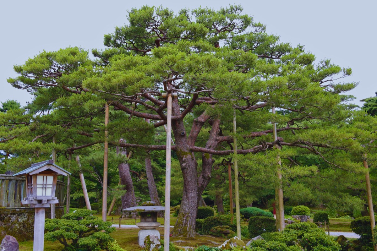 ancient pine tree in garden