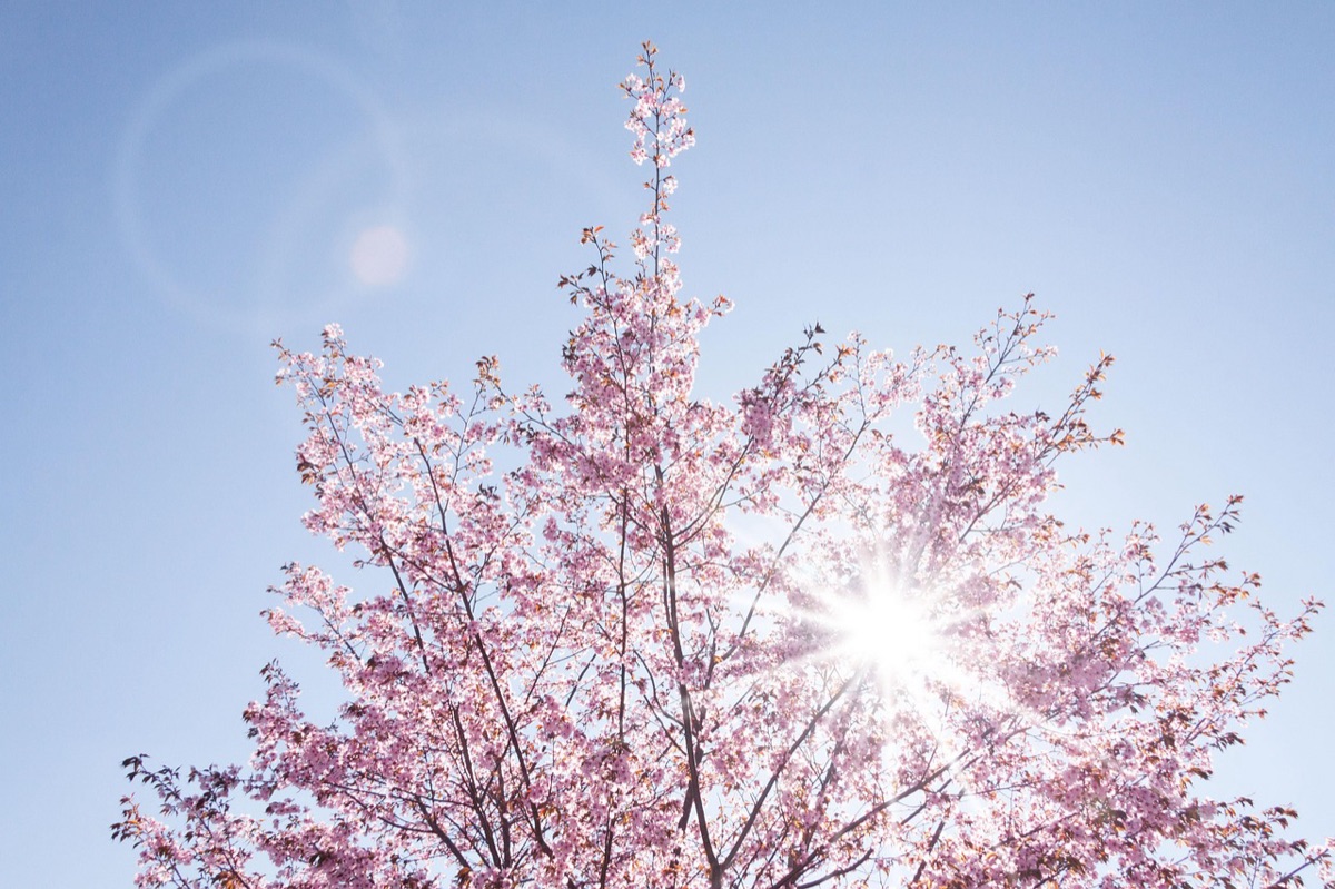 伝統的な日本庭園と桜