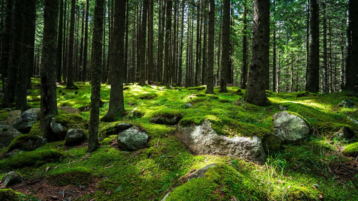 Een weelderig, mosbedekt pad door de Japanse cedertuin.